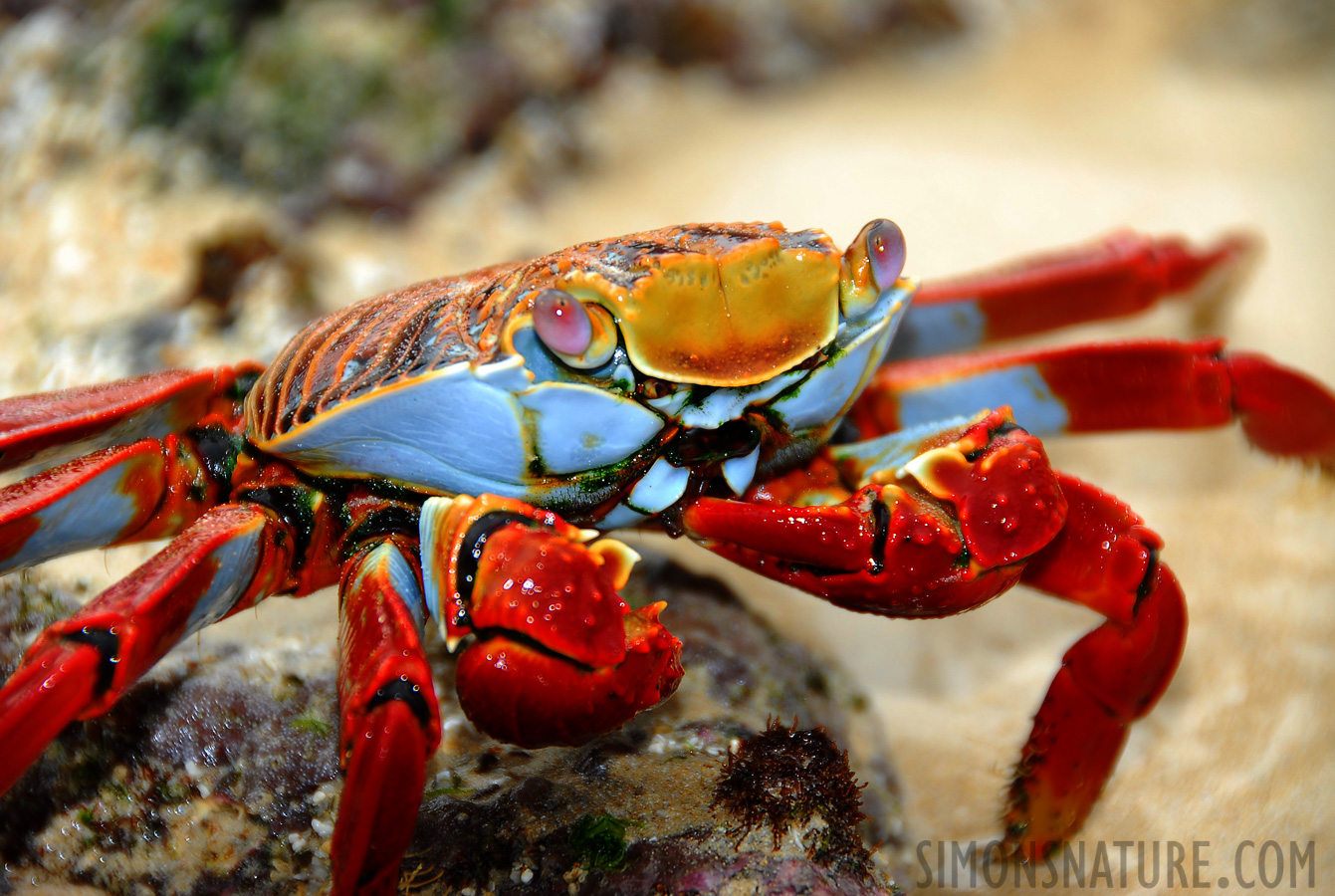 Grapsus grapsus [200 mm, 1/125 Sek. bei f / 5.6, ISO 100]